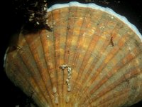 Pecten maximus 1, Saxifraga-Eric Gibcus