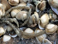 Spisula solida, Surf Clam