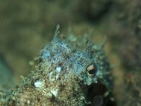 Octopus vulgaris, Common Octupus