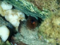 Octopus vulgaris 4, Achtarm, Saxifraga-Eric Gibcus