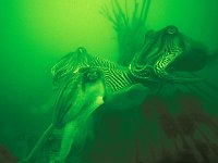 Sepia officinalis,  Common Cuttlefish