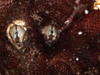 Perforatus perforatus 2, Vulkaantje, Saxifraga-Foto Fitis-Sytske Dijksen