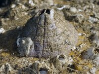 Perforatus perforatus 3, Vulkaantje, Saxifraga-Foto Fitis-Sytske Dijksen