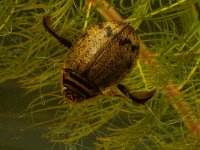 Acilius sulcatus, Water Beetle