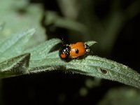 Adalia bipunctata, Twospotted Lady Beetle