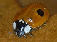Adalia bipunctata #10116 : Adalia bipunctata, two-spotted lady beetle, Tweestippelig lieveheersbeestje