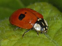 Adalia bipunctata #06941 : Adalia bipunctata, two-spotted lady beetle, Tweestippelig lieveheersbeestje
