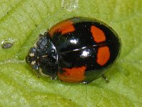Adalia bipunctata #06945 : Adalia bipunctata, two-spotted lady beetle, Tweestippelig lieveheersbeestje
