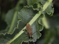 Agapanthia villosoviridescens 2, Gewone distelboktor, Saxifraga-Peter Meininger