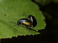 Agelastica alni, Alder Leaf Beetle