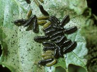 Agelastica alni 2, Elzenhaantje, larvae, Saxifraga-Pieter van Breugel