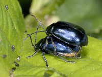Agelastica alni #01883 : Agelastica alni, Alder leaf beetle, Elzenhaantje, copula