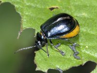 Agelastica alni #02305 : Agelastica alni, Alder leaf beetle, Elzenhaantje, female