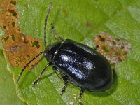 Agelastica alni #09027 : Agelastica alni, Alder leaf beetle, Elzenhaantje