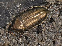 Amara aenea, Common Sun Beetle