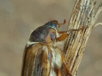 Amphimallon solstitiale 4, Junikever, Saxifraga-Ben Delbaere  IICSA