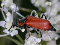 Anthocomus coccineus #03814 : Anthocomus coccineus, Soft-winged Flower Beetle, Basterdweekschildkever