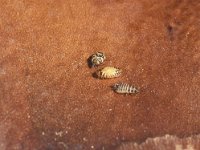 Anthrenus verbasci, Varied Carpet Beetle