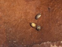 Anthrenus verbasci 2, Gewone tapijtkever, also larva and pupa, Saxifraga-Frits Bink