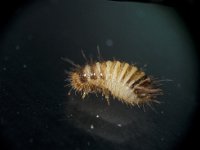 Anthrenus verbasci 3, Gewone tapijtkever, larva, Saxifraga-Frits Bink