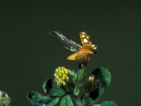 Calvia quatuordecimguttata, Cream-spot Ladybird