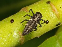 Calvia quatuordecimguttata 10, Roomvleklieveheersbeestje larva, Saxifraga- Ab H Baas