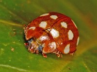 Calvia quatuordecimguttata 2, Roomvleklieveheersbeestje, Saxifraga-Ab H Baas