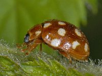 Calvia quatuordecimguttata #06855 : Calvia quatuordecimguttata, Cream Spotted Lady-Beetle, Roomvleklieveheersbeestje