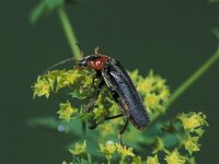 Cantharis fusca 2, Donker soldaatje, Saxifraga-Frits Bink