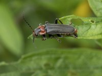 Cantharis fusca 6, Zwartpootsoldaatje, Saxifraga-Willem van Kruijsbergen