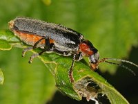 Cantharis fusca #47829 : Cantharis fusca, Donker soldaatje