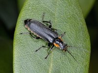 Cantharis obscura #01557 : Cantharis obscura, Zwartpoot soldaatje