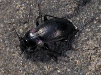 Carabus nemoralis, European Ground Beetle