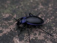 Carabus violaceus, Violet Ground Beetle