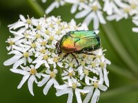 Cetonia aurata 10, Gouden tor, Saxifraga-Bart Heijne : 2024, Cetonia aurata, Coleoptera, De Knokkert, Zeeland, Zeeuws Vlaanderen, berenklauw, gouden tor, insect, juli, kever, vakantie, zomer