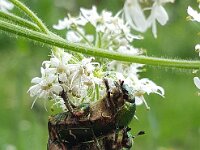 Cetonia aurata 11, Gouden tor, Saxifraga-Ben Delbaere  IICSA
