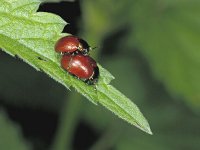 Chrysolina polita, Knotgrass Leaf Beetle
