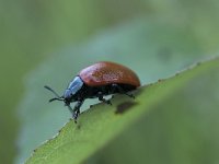 Chrysomela populi 13, Grote populierenhaan, Saxifraga-Willem van Kruijsbergen