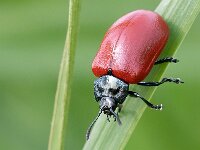 Chrysomela populi 16, Grote populierenhaan, Saxifraga-Gerard de Jong : Chrysomela populi, Grote populierenhaan, Insect, Kever, Macro, Overig, Saxifraga Beeldbank