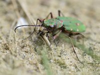 Cicindela campestris 12, Groene zandloopkever, Saxifraga-Tom Heijnen