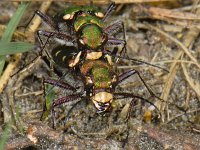 Cicindela campestris #06822 : Cicindela campestris, Green tiger beetle, Groene zandloopkever, copula