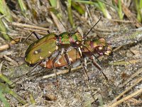 Cicindela campestris #06828 : Cicindela campestris, Green tiger beetle, Groene zandloopkever, copula