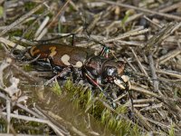 Cicindela hybrida #04803 : Cicindela hybrida, Northern dune tiger beetle, Bronzen zandloopkever