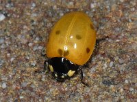 Coccinella septempunctata, Sevenspotted Lady Beetle