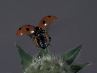 Coccinella septempunctata 14, Zevenstippelig lieveheersbeestje, Saxifraga-Frits Bink