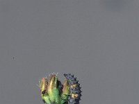 Coccinella septempunctata 16, Zevenstippelig lieveheersbeestje, Saxifraga-Frits Bink