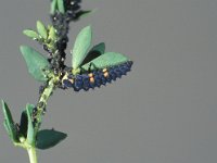 Coccinella septempunctata 21, Zevenstippelig lieveheersbeestje, larva, Saxifraga-Frits Bink