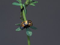 Coccinella septempunctata 22, Zevenstippelig lieveheersbeestje, Saxifraga-Frits Bink