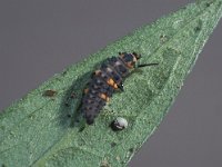 Coccinella septempunctata 23, Zevenstippelig lieveheersbeestje, larva, Saxifraga-Frits Bink