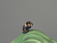 Coccinella septempunctata 24, Zevenstippelig lieveheersbeestje, pupa, Saxifraga-Frits Bink